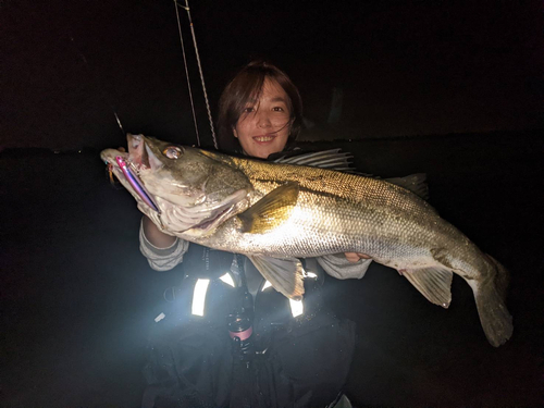 シーバスの釣果