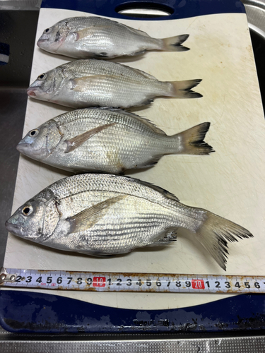 クロダイの釣果