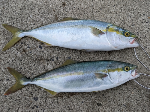 イナダの釣果