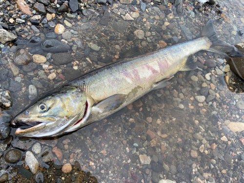 アキアジの釣果