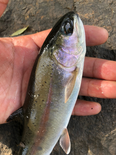 ニジマスの釣果