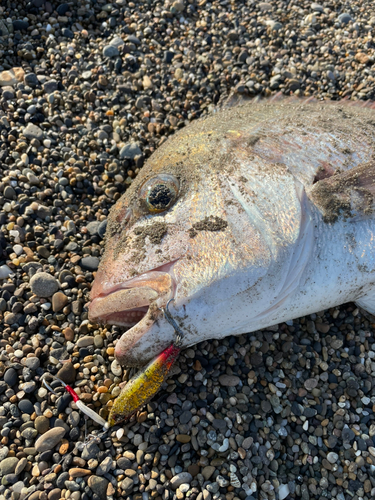 タイの釣果