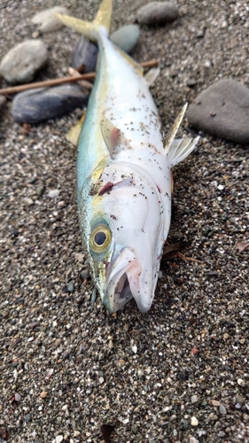 ワカナゴの釣果