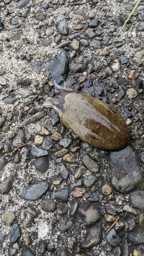 コウイカの釣果