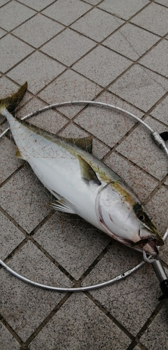 ハマチの釣果