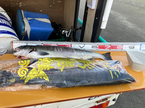 アキアジの釣果