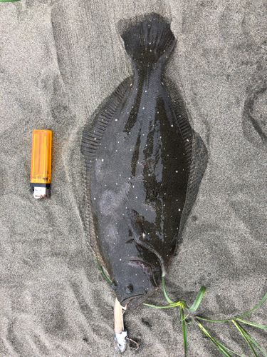 ヒラメの釣果