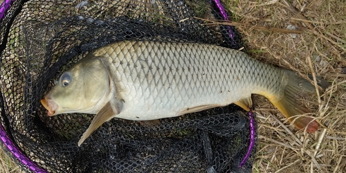 コイの釣果