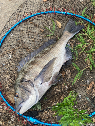 チヌの釣果