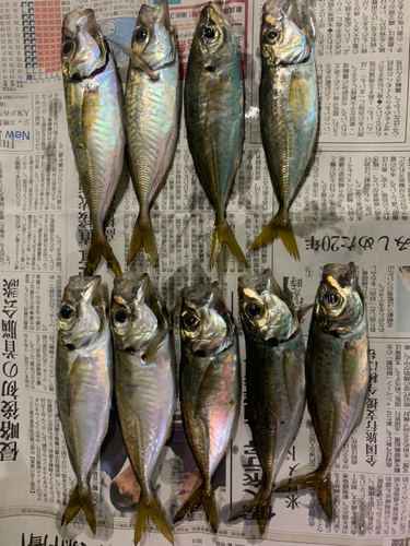 アジの釣果