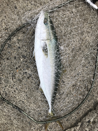 ハマチの釣果