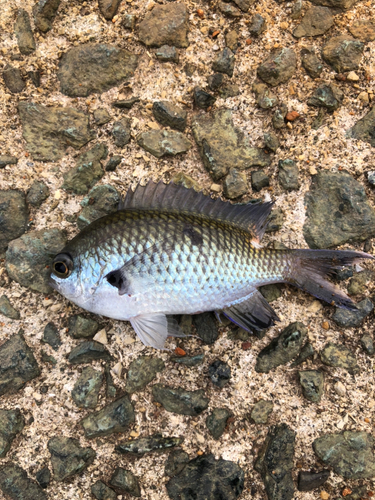 スズメダイの釣果