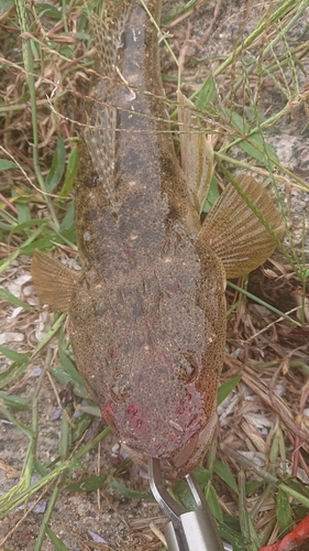 マゴチの釣果