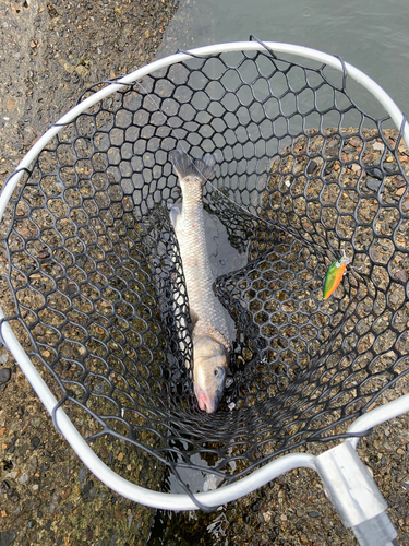 ニゴイの釣果