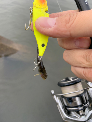 ハゼの釣果