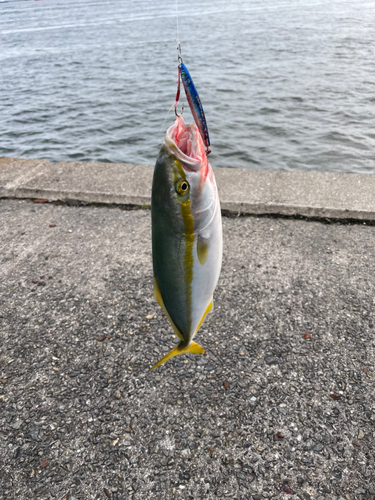 ハマチの釣果