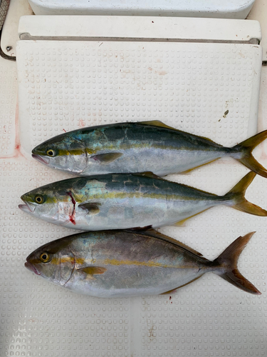 ツバスの釣果