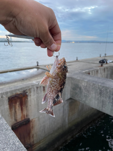 ガシラの釣果