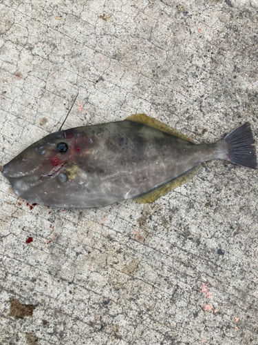 ウスバハギの釣果