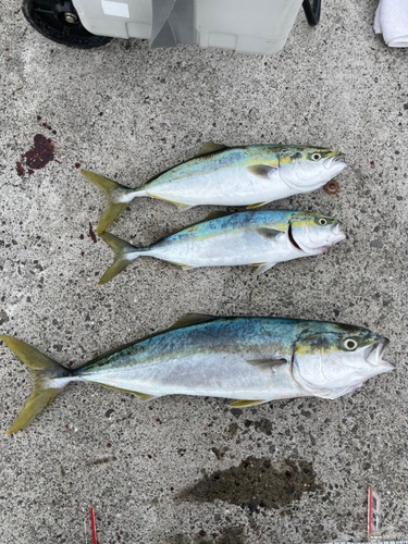 ハマチの釣果