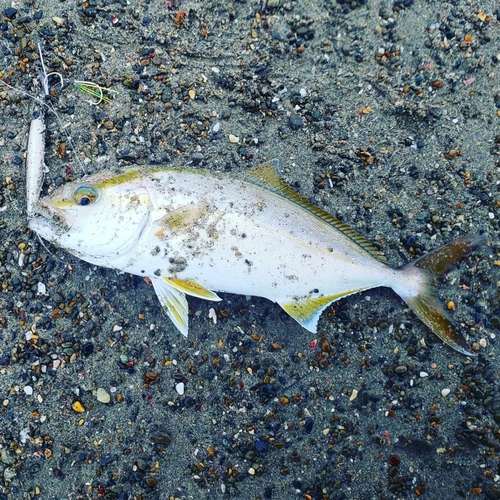 ショゴの釣果