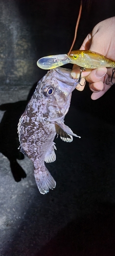 クロソイの釣果