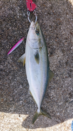 ツバスの釣果