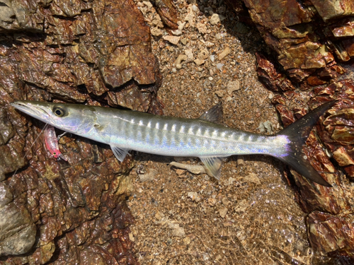 オオカマスの釣果