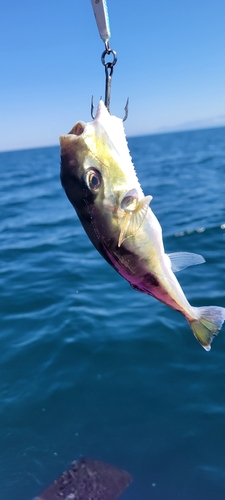 フグの釣果