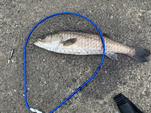 スズキの釣果