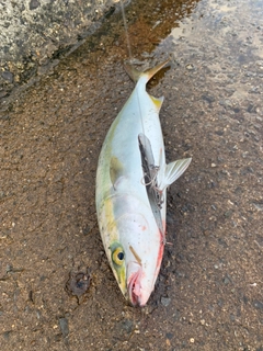 ハマチの釣果