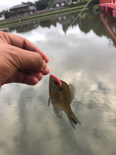 ブルーギルの釣果