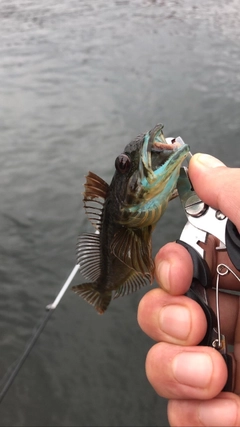 アナハゼの釣果