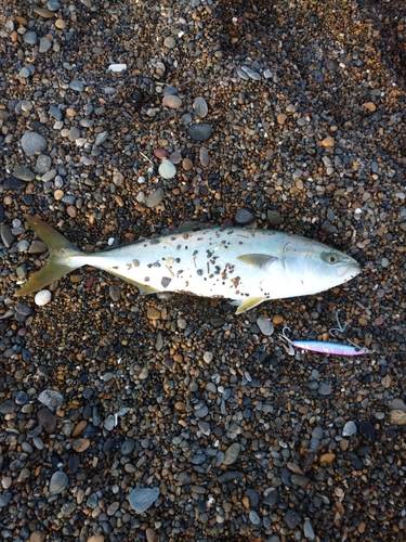 ワカシの釣果