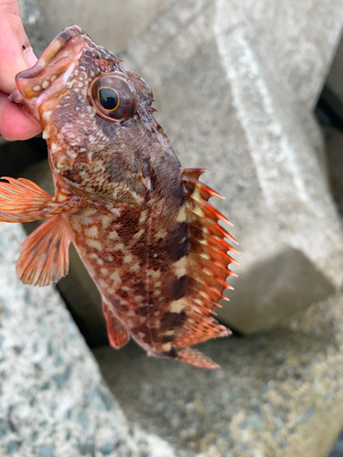 アラカブの釣果