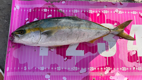 イナダの釣果