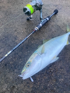 イナダの釣果