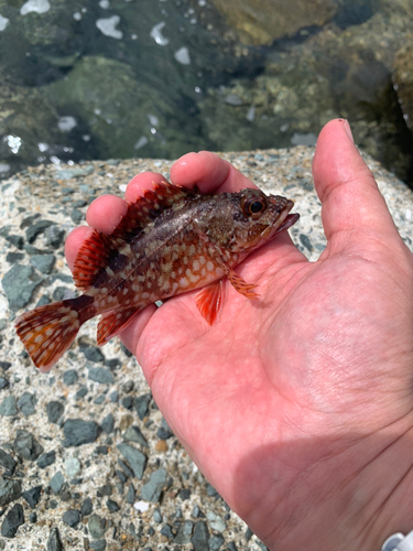 アラカブの釣果