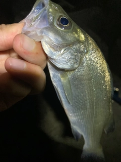 セイゴ（ヒラスズキ）の釣果