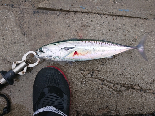 ソウダガツオの釣果