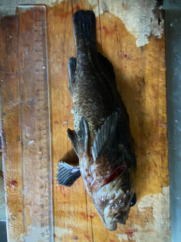 アイナメの釣果