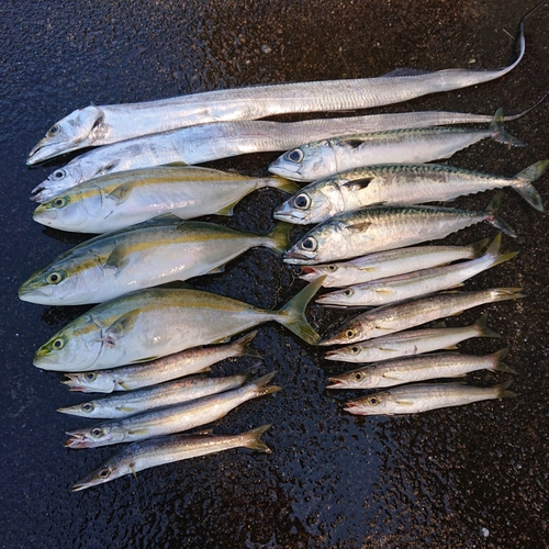 ツバイソの釣果