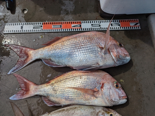 タイの釣果