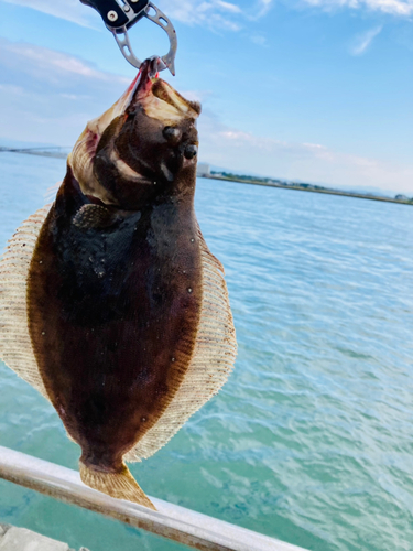 ヒラメの釣果