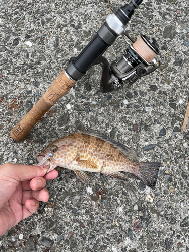 オオモンハタの釣果