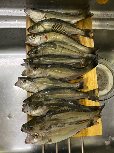 シーバスの釣果