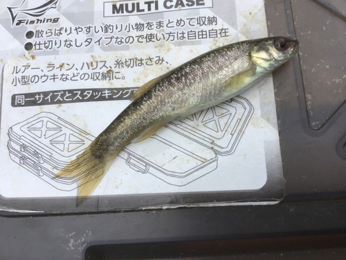 アブラハヤの釣果