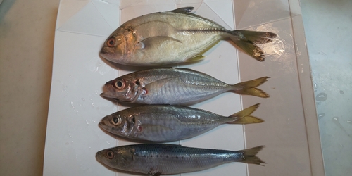 シマアジの釣果