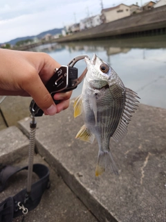 キビレの釣果