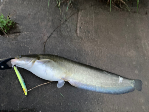 ナマズの釣果